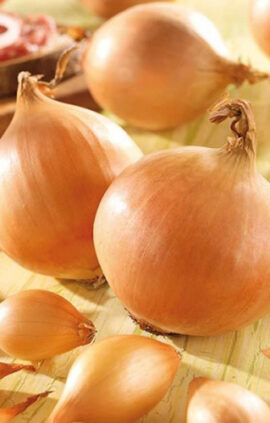 Цибуля Коррадо F1 сітка 10 кг розмір 8/21