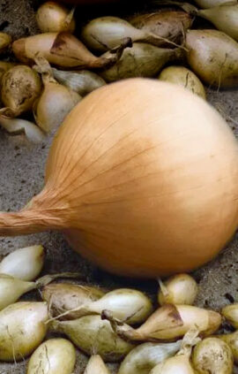 Цибуля Радар сітка 1 кг розмір 10/12