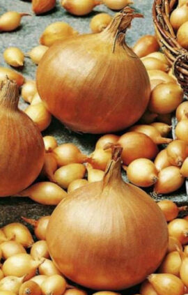 Цибуля Стурон сітка 10 кг розмір 8/21