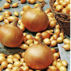 Цибуля Стурон сітка 10 кг розмір 8/21