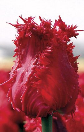 Тюльпан Барбадос 500 цибулин розмір 12+