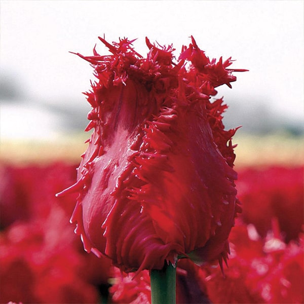 Тюльпан Барбадос 500 цибулин розмір 12+