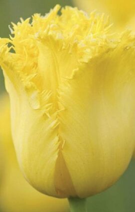 Тюльпан Роял Сфінкс упаковка 30 цибулин розмір 10/11