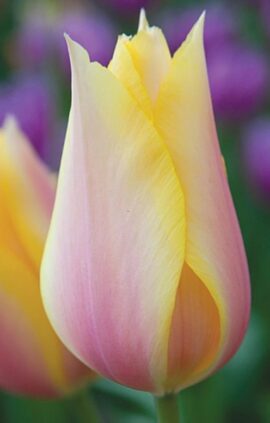 Тюльпан Blushing Lady 30 цибулин розмір 10/11