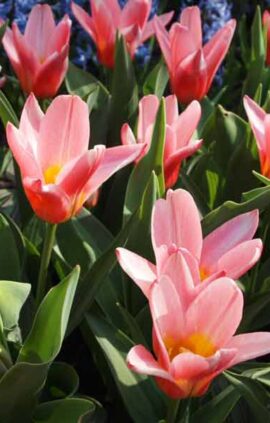 Тюльпан Хертс Делайт 30 цибулин розмір 10/11