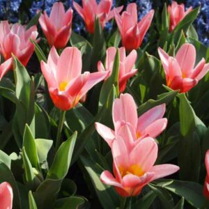 Тюльпан Хертс Делайт 30 цибулин розмір 10/11