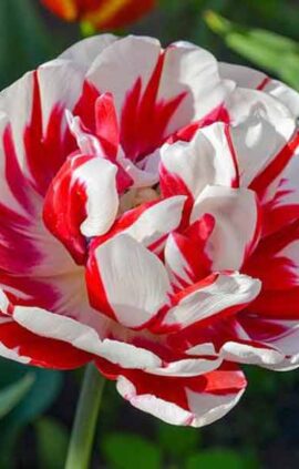 Тюльпан Карнавал де Ніцца 500 цибулин розмір 12+