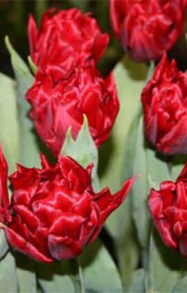 Тюльпан Робіньо 30 цибулин розмір 10/11