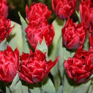 Тюльпан Робіньо 30 цибулин розмір 10/11