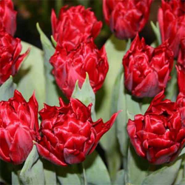 Тюльпан Робіньо 30 цибулин розмір 10/11