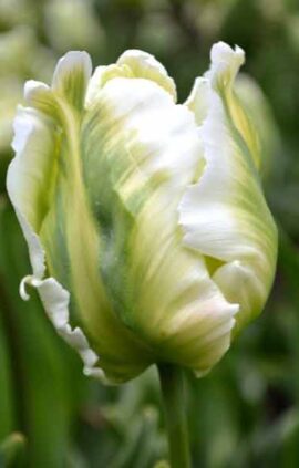 Тюльпан Вайт Перрот 30 цибулин розмір 10/11