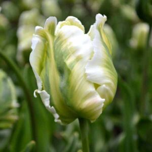 Тюльпан Вайт Перрот 30 цибулин розмір 10/11