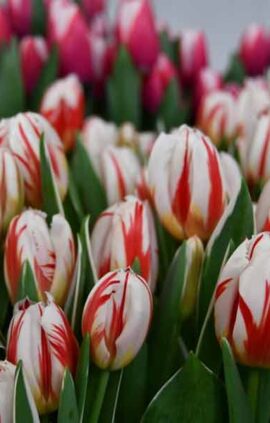 Тюльпан Хеппі Дженерейшн 500 цибулин розмір 12+