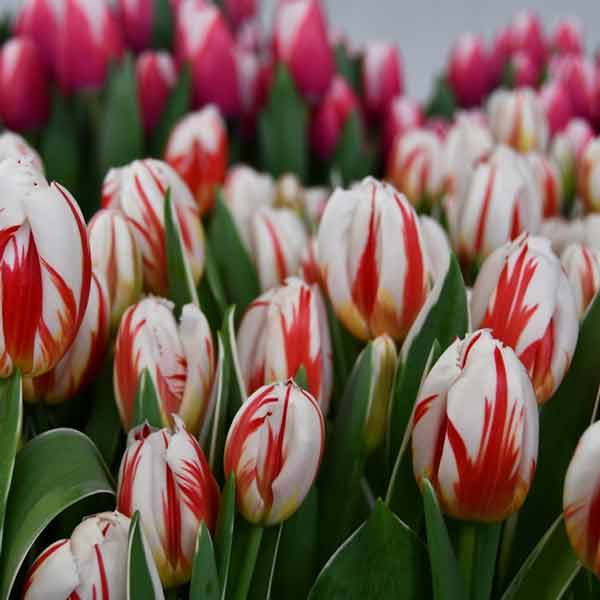 Тюльпан Хеппі Дженерейшн 500 цибулин розмір 12+