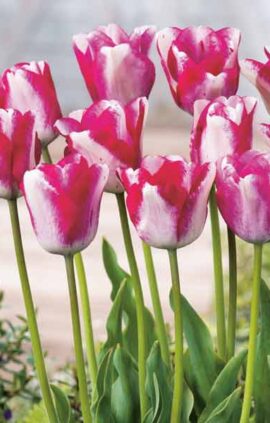 Тюльпан Мата Харі 30 цибулин розмір 10/11