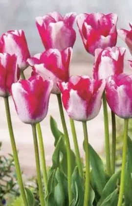 Тюльпан Сальво 500 цибулин розмір 12+