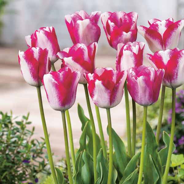 Тюльпан Мата Харі 30 цибулин розмір 10/11