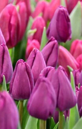 Тюльпан Негріта 500 цибулин розмір 12+