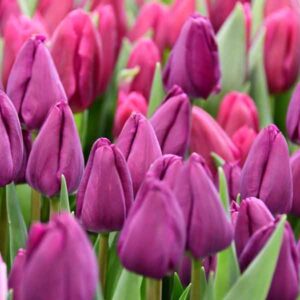 Тюльпан Негріта 500 цибулин розмір 12+