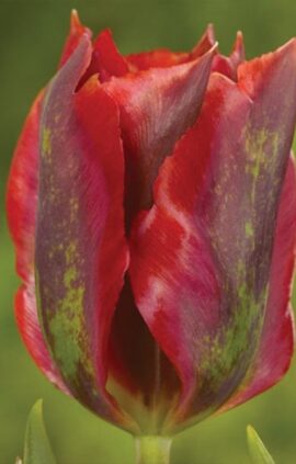 Тюльпан Голлівуд 30 цибулин розмір 10/11