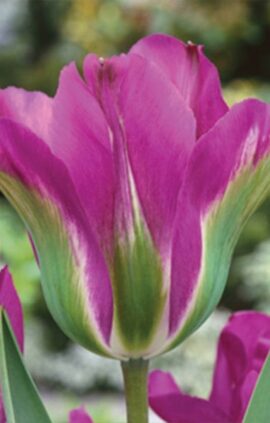 Тюльпан Вайолет Берд 30 цибулин розмір 10/11