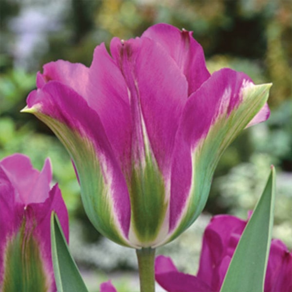 Тюльпан Вайолет Берд 30 цибулин розмір 10/11