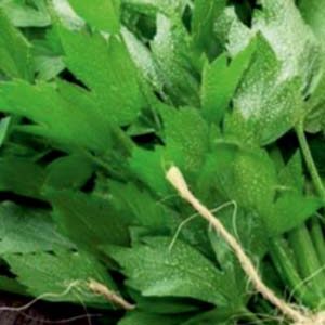 Любисток лікарський пакет 1 грам