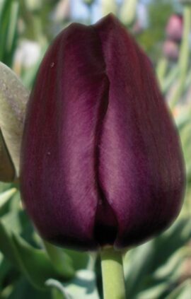 Тюльпан Рекреадо 25 цибулин розмір 10/11