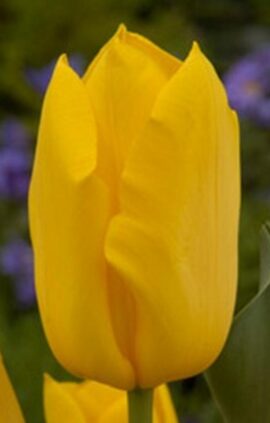 Тюльпан Голден Тікун 500 цибулин розмір 12+