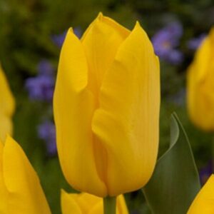 Тюльпан Голден Тікун 500 цибулин розмір 12+