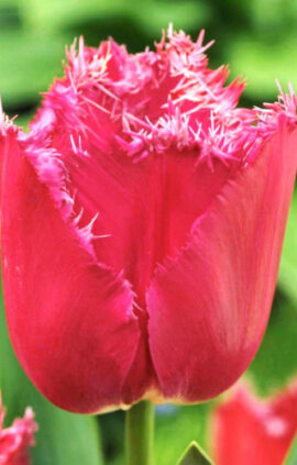 Тюльпан Медісон гарден упаковка 30 цибулин розмір 10/11