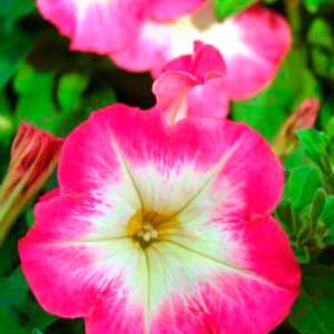 Петуния Мамбо Ред F1 пакет 0