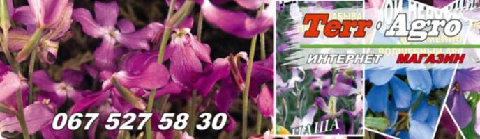 Маттіола вирощування з насіння