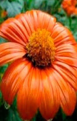 Мексиканський соняшник (Тітонія)