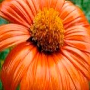 Мексиканський соняшник (Тітонія)