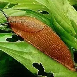 Молюскоциди