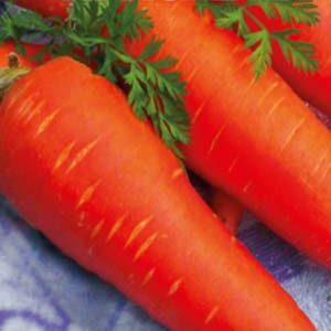 Морква Красавка пакет 20 грам насіння