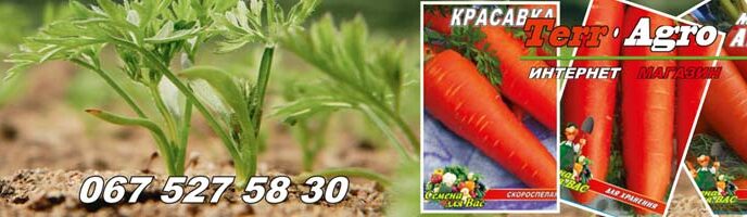 Морква найкращі сорти для зимового зберігання