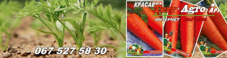 Морква найкращі сорти для зимового зберігання