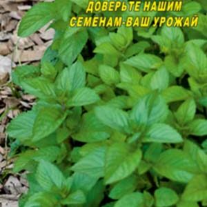 М'ята перцева