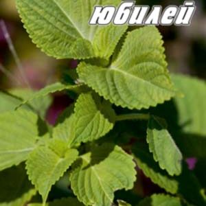 М'ята Золотий ювілей