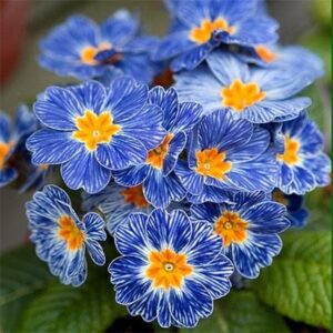 Найпопулярніші сорти примули