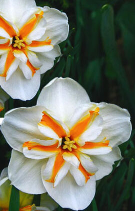 Нарцис Доллі Моллінжер 25 цибулин розмір 16 /18