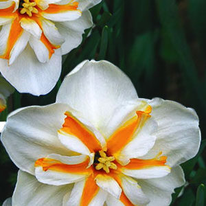 Нарцис Доллі Моллінжер 25 цибулин розмір 16 /18