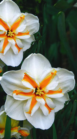 Нарцис Доллі Моллінжер 25 цибулин розмір 16 /18