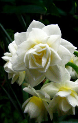 Нарцис Ерлішер 25 цибулин розмір 16 /18