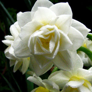 Нарцис Ерлішер 25 цибулин розмір 16 /18