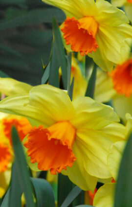 Нарцис Фортіссімо 20 цибулин розмір 16 /18