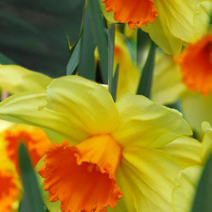 Нарцис Фортіссімо 20 цибулин розмір 16 /18