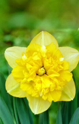 Нарцис Фул Хаус 25 цибулин розмір 16 /18